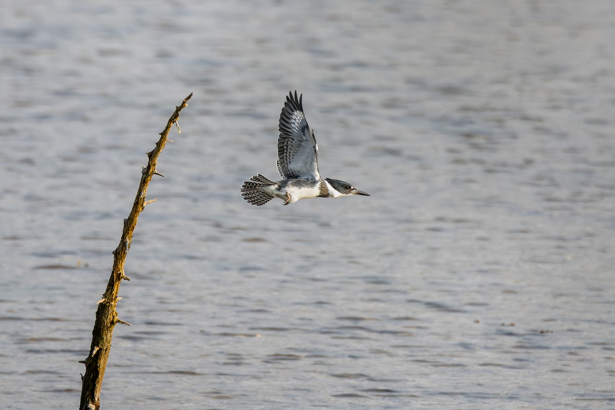 Belted Kingfisher - ML621781669