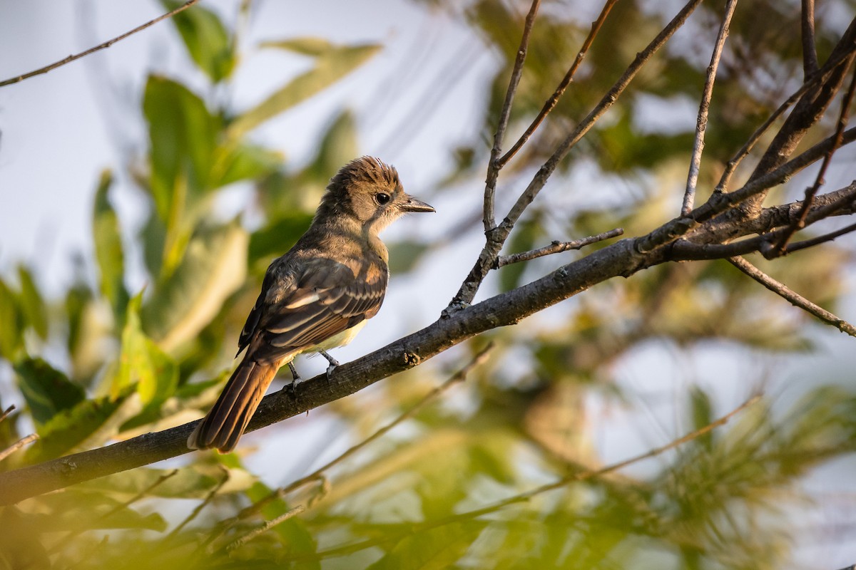 Great Crested Flycatcher - ML621781692