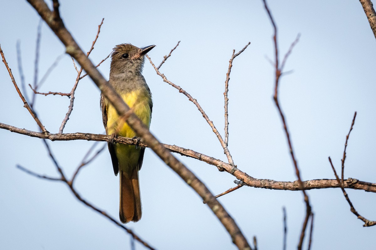 Great Crested Flycatcher - ML621781693