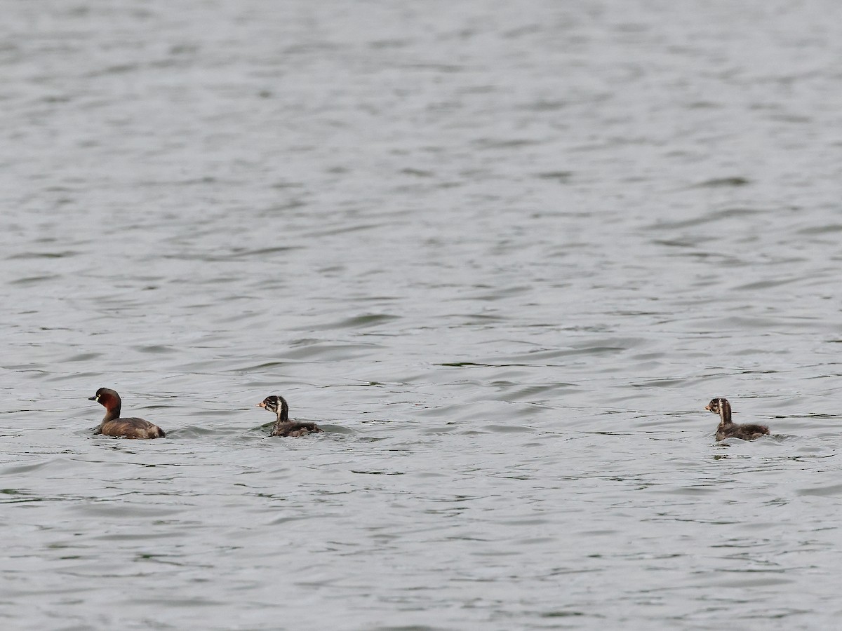 Little Grebe - ML621781797