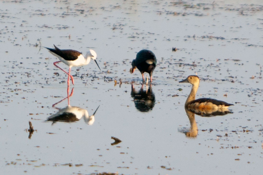 Lesser Whistling-Duck - ML621781843