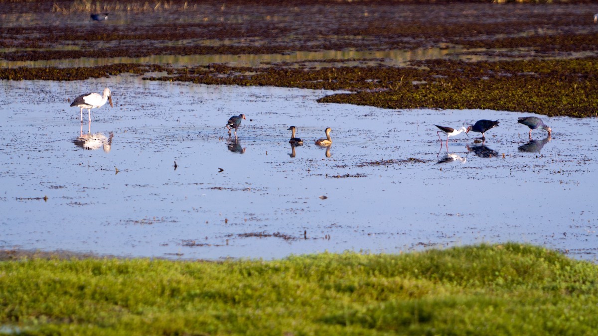 Gray-headed Swamphen - ML621781863