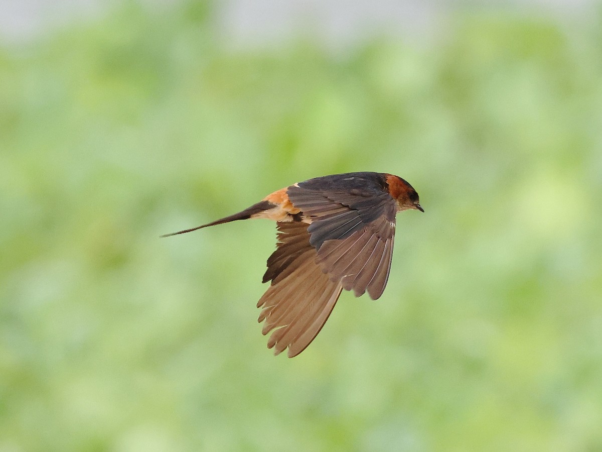 Red-rumped Swallow - ML621781886
