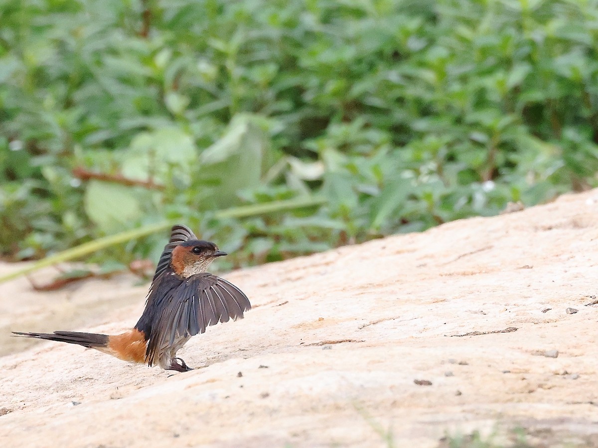 Red-rumped Swallow - ML621781887