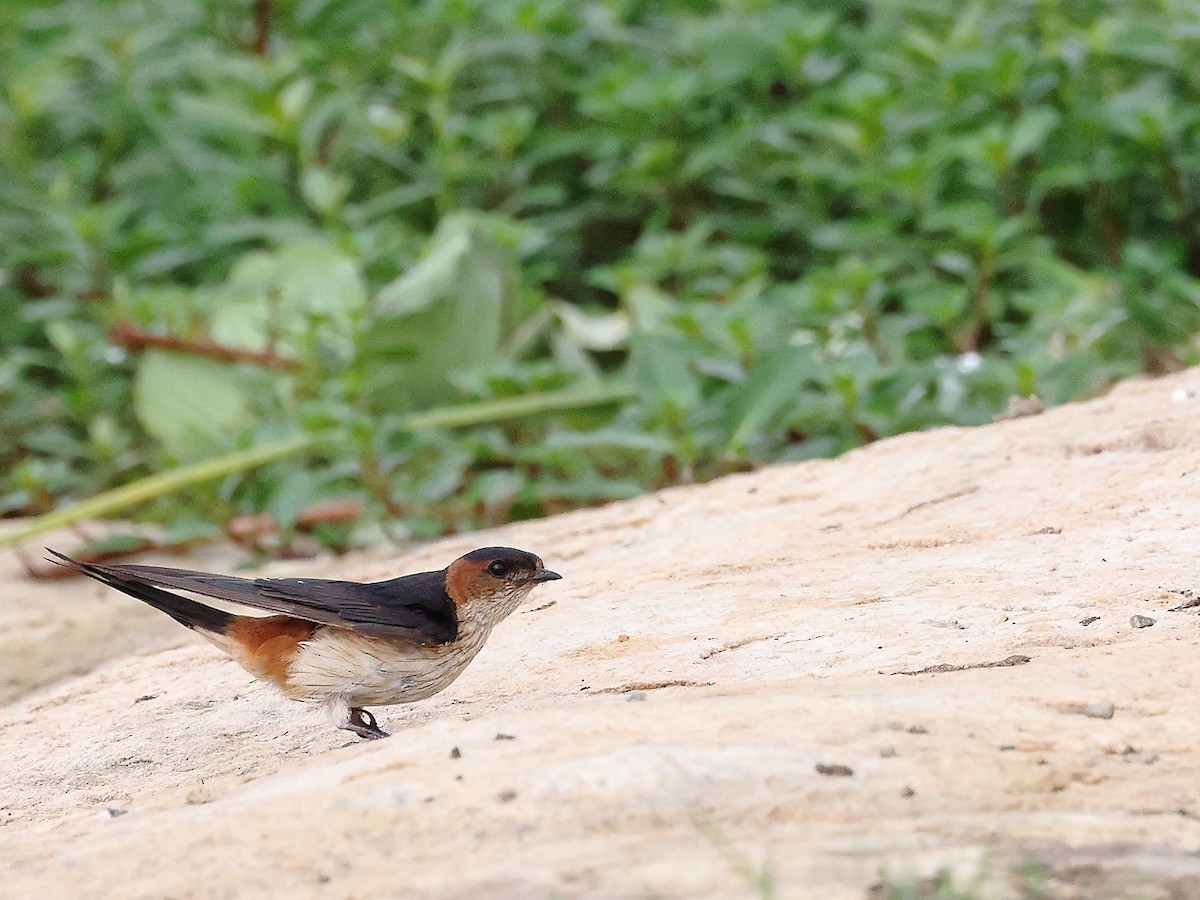 Red-rumped Swallow - ML621781888