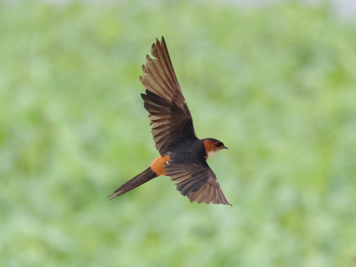 Red-rumped Swallow - ML621781889