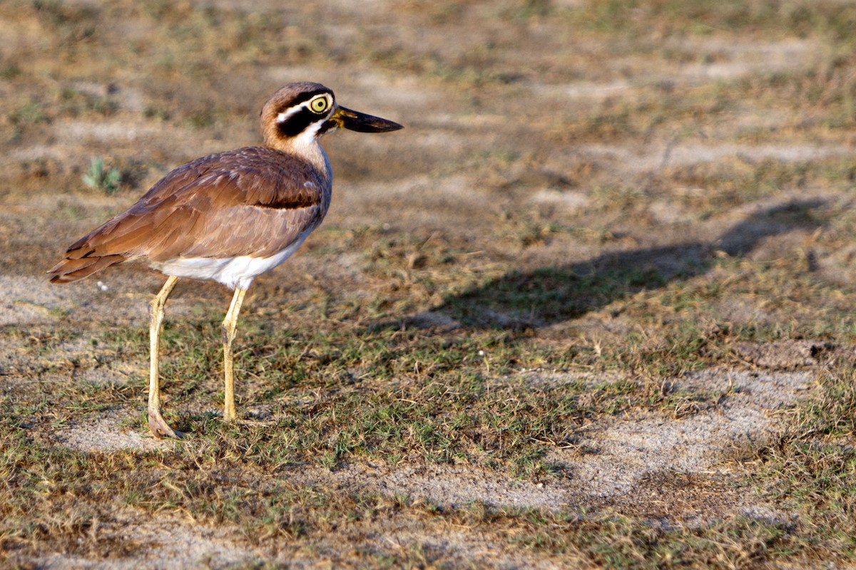 Great Thick-knee - ML621781893