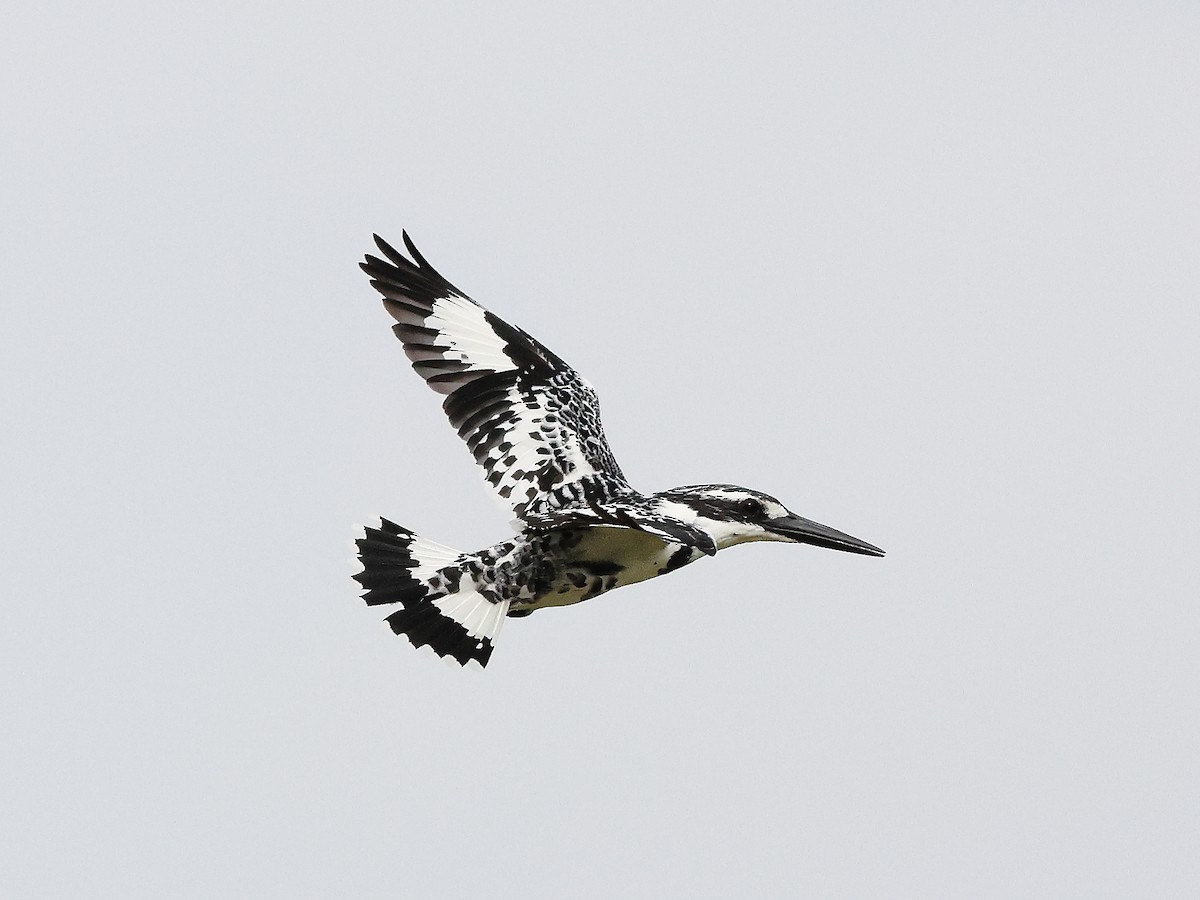 Pied Kingfisher - ML621781910