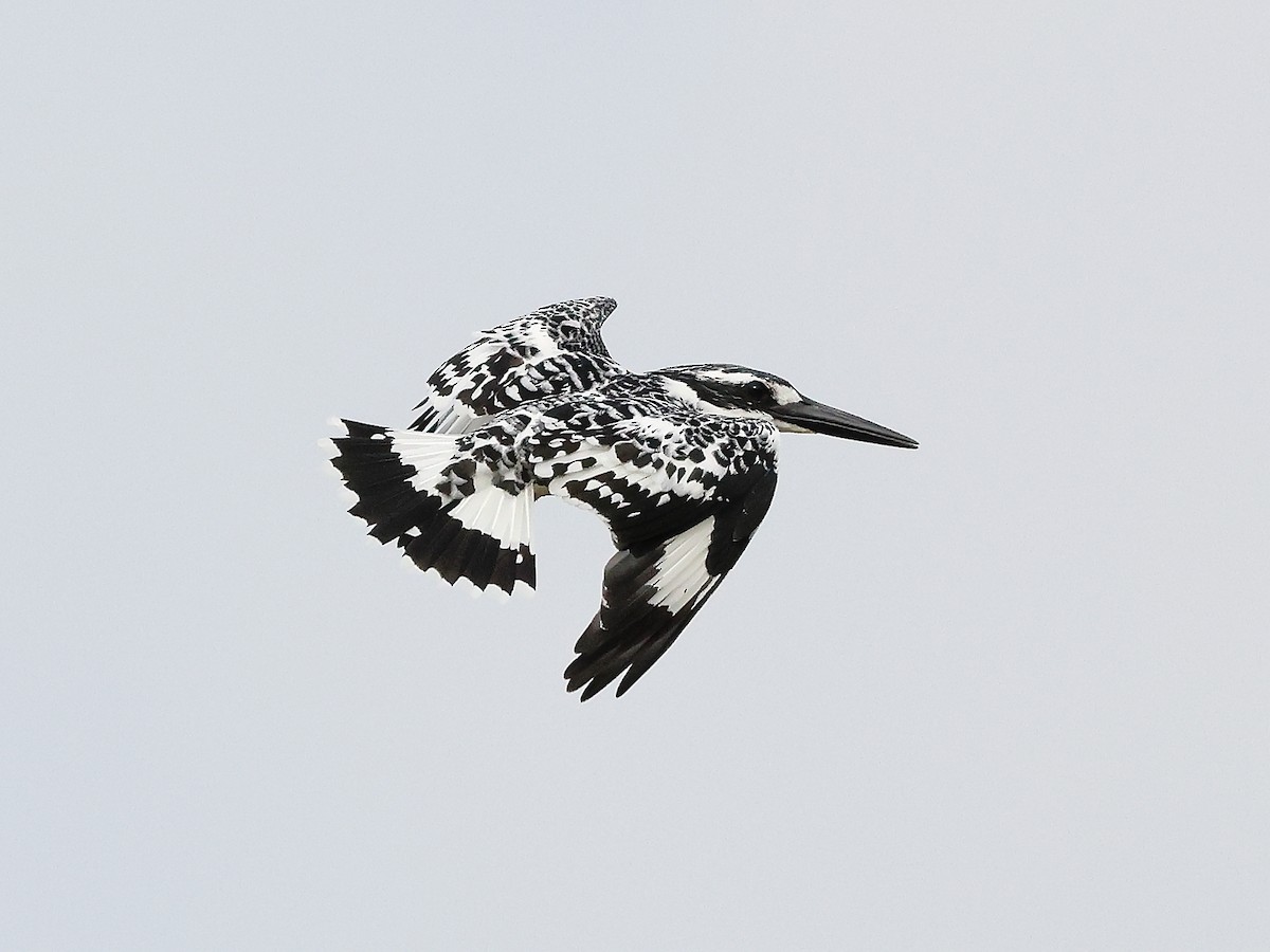 Pied Kingfisher - ML621781912