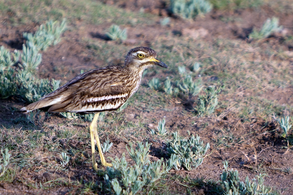 Indian Thick-knee - ML621781913