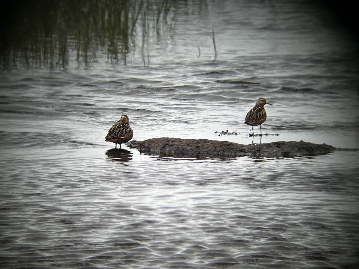 Red Phalarope - ML621781923