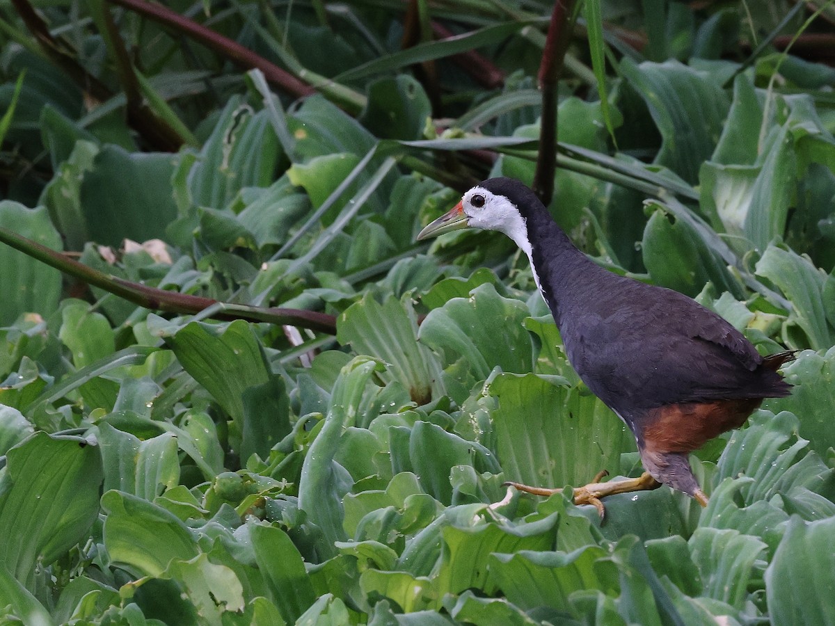 White-breasted Waterhen - ML621781953