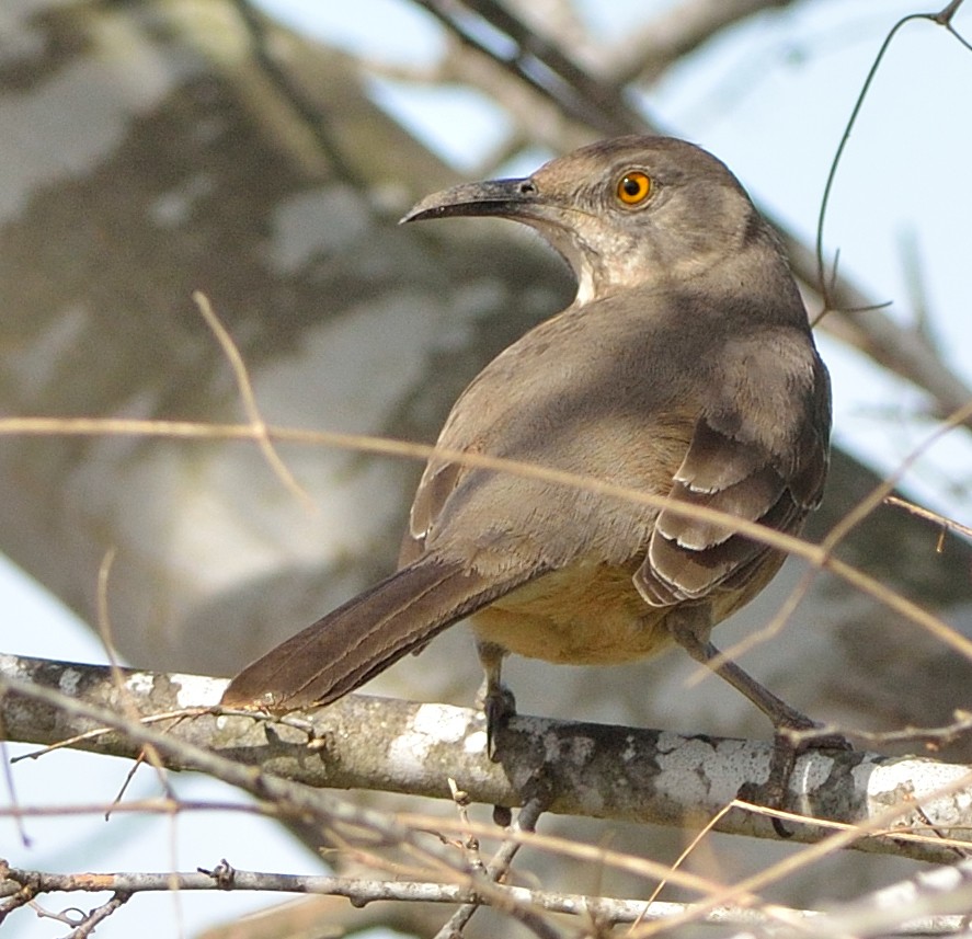 Curve-billed Thrasher (curvirostre Group) - Woody Gillies