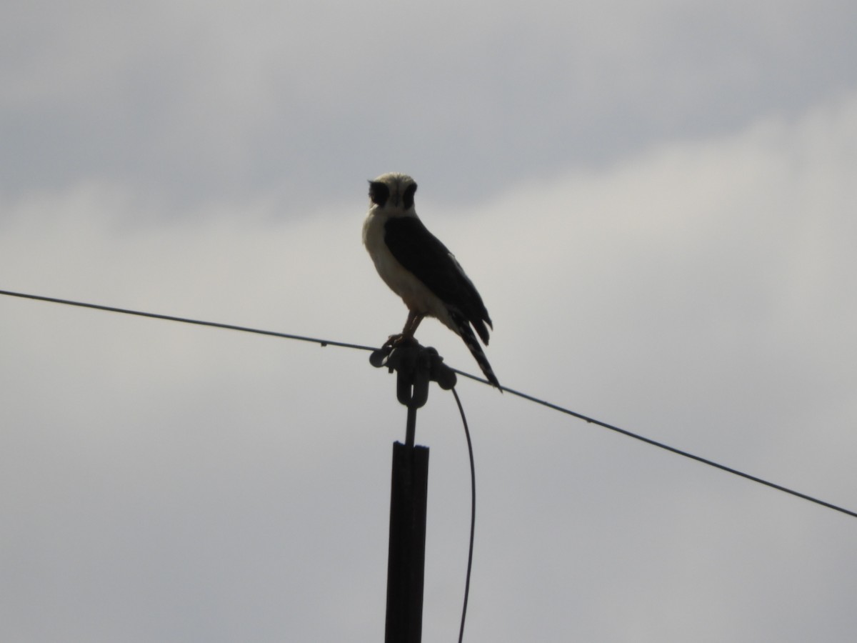 Laughing Falcon - ML621781970