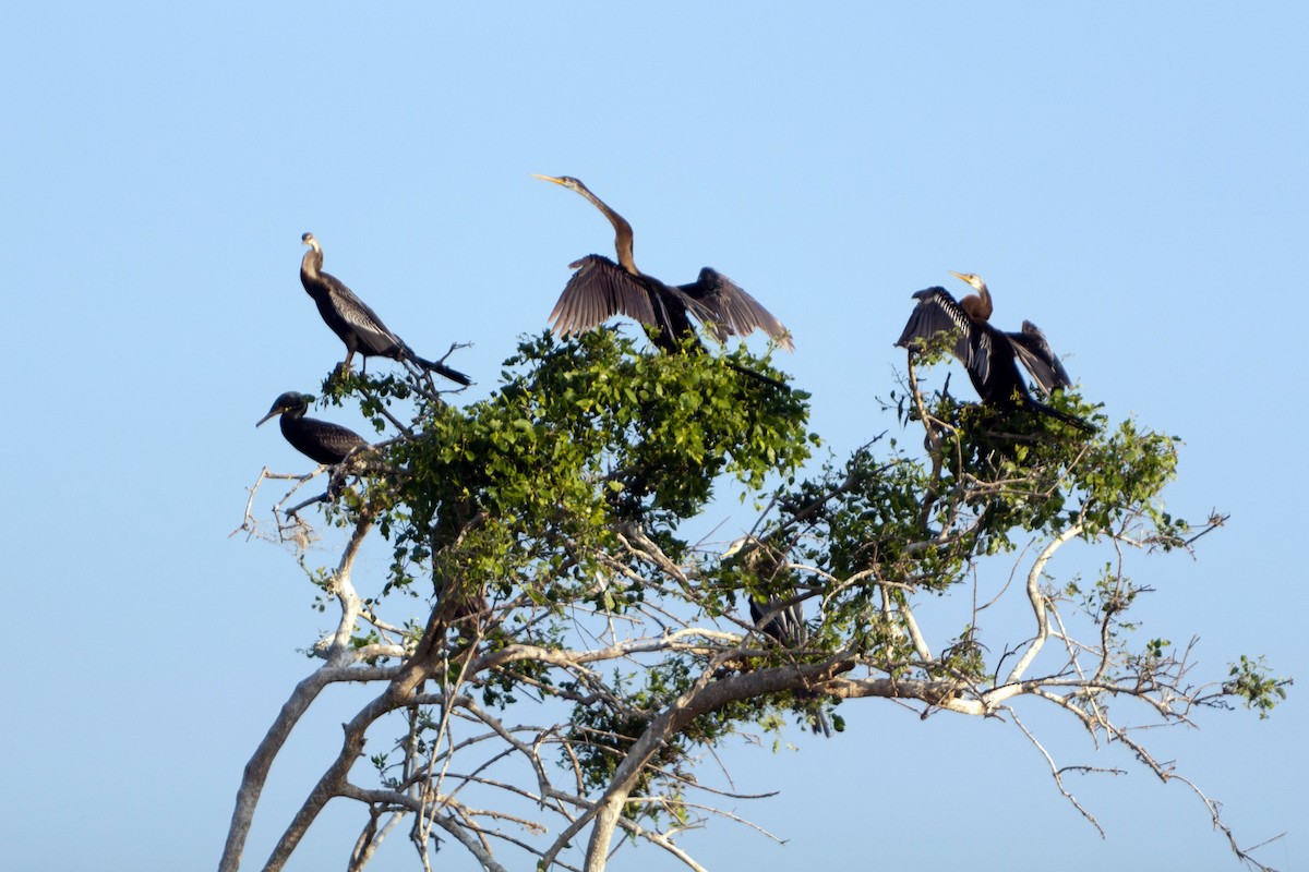 Anhinga Asiática - ML621782009