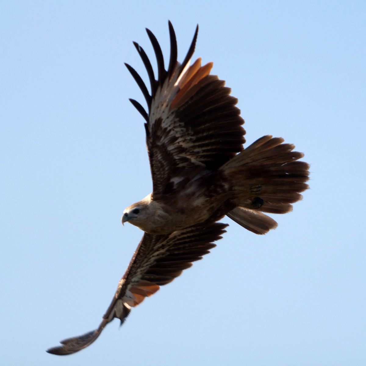 Brahminy Kite - ML621782029