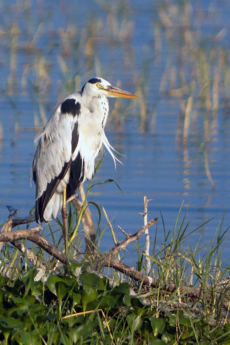 Gray Heron - ML621782036