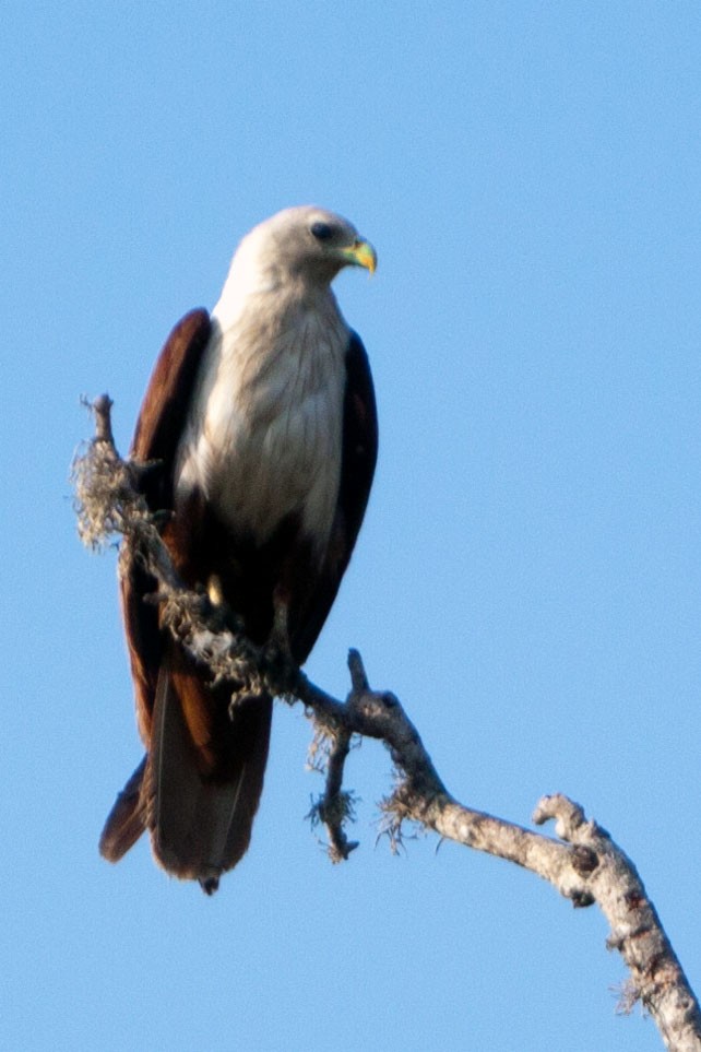 Brahminy Kite - ML621782041