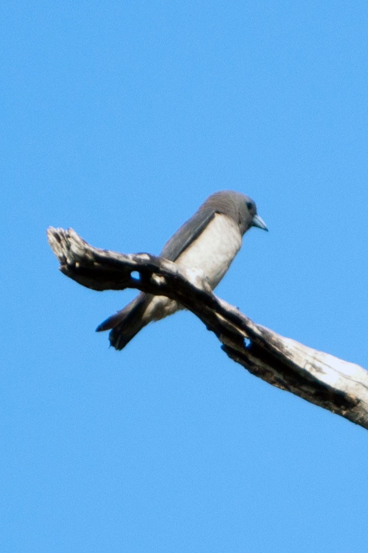 Ashy Woodswallow - ML621782054