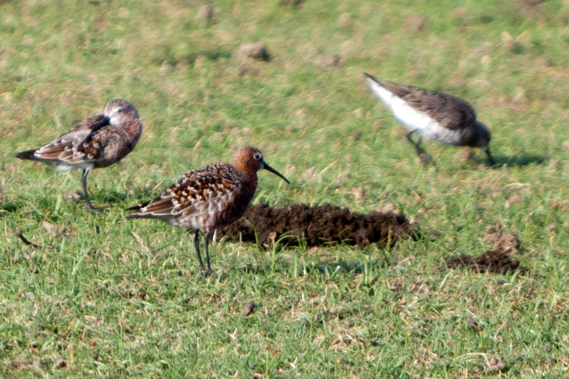 Curlew Sandpiper - ML621782065