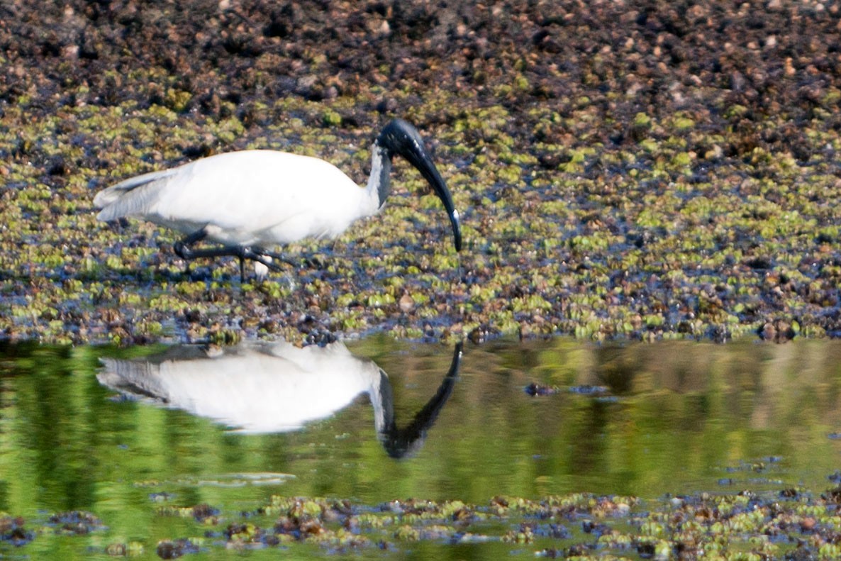 Ibis à tête noire - ML621782074