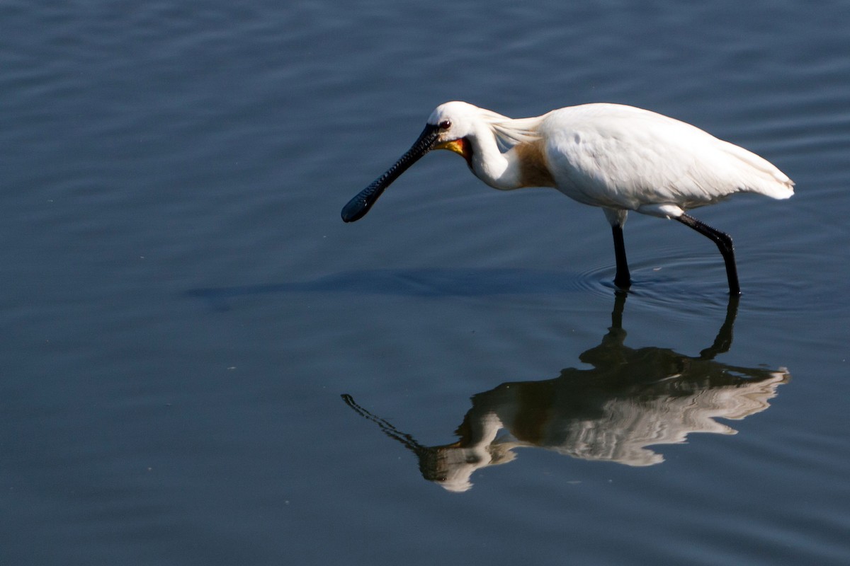 Eurasian Spoonbill - ML621782105