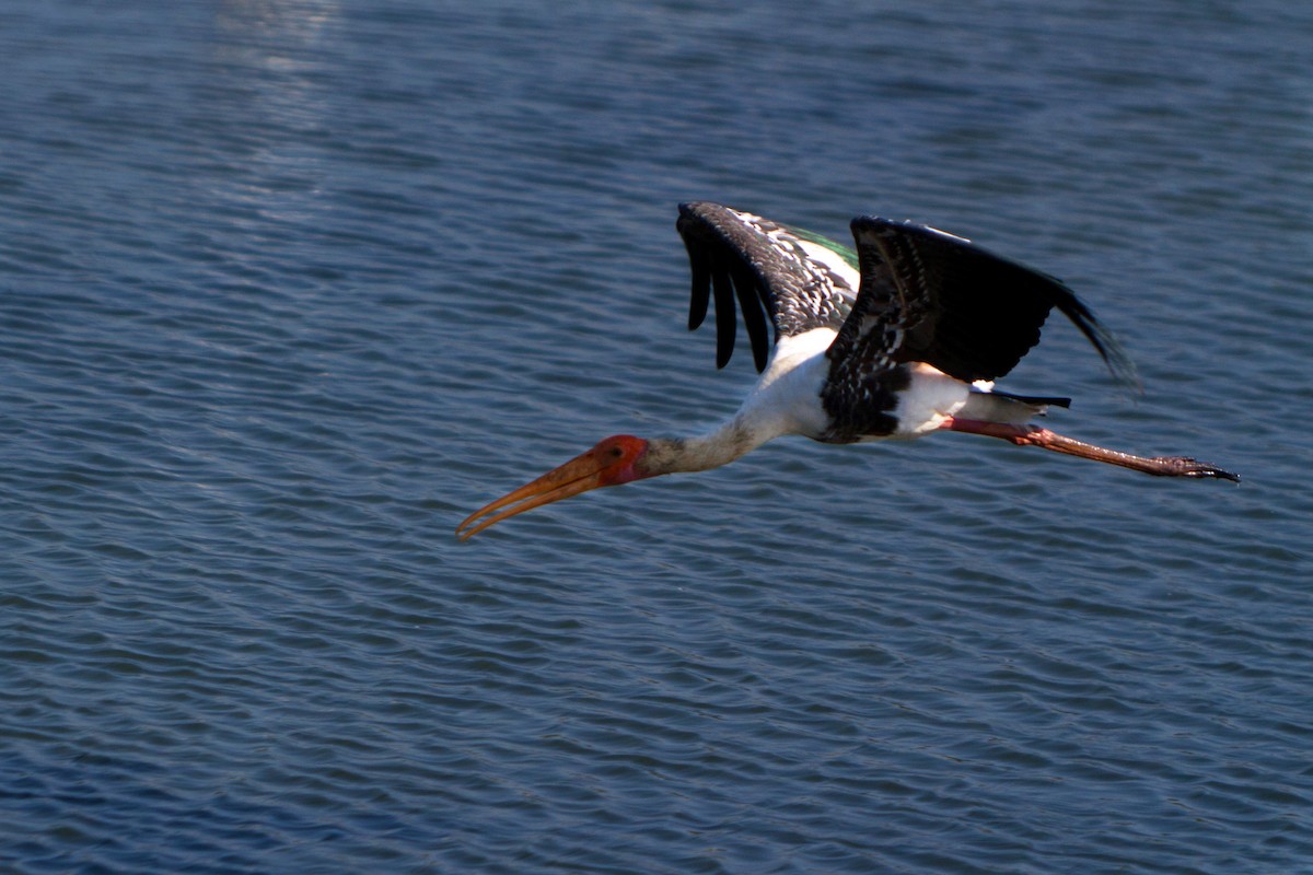 Painted Stork - ML621782150