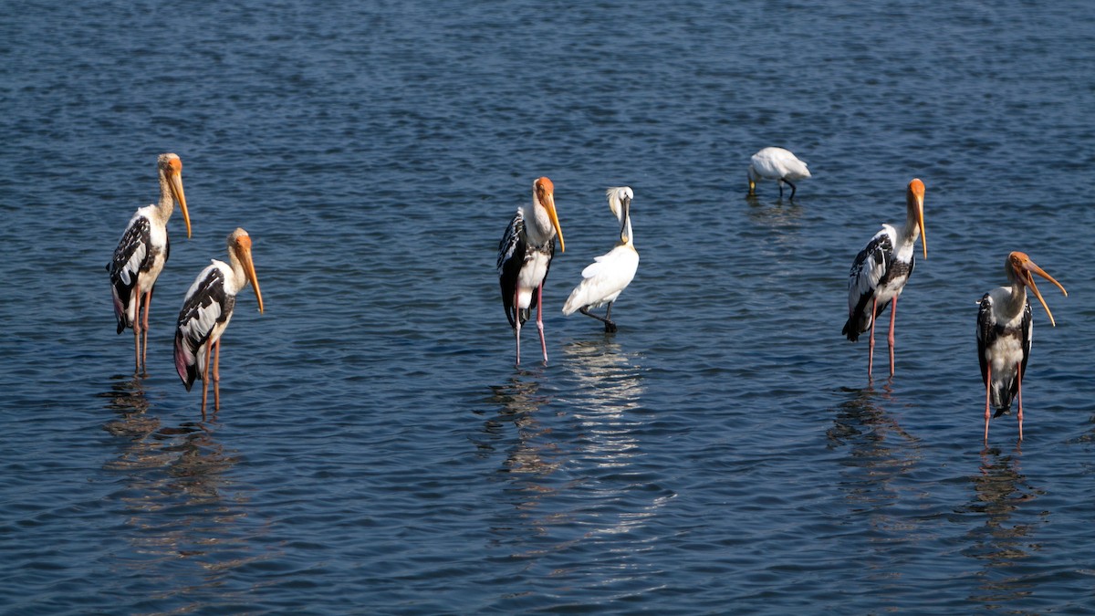 Eurasian Spoonbill - ML621782176