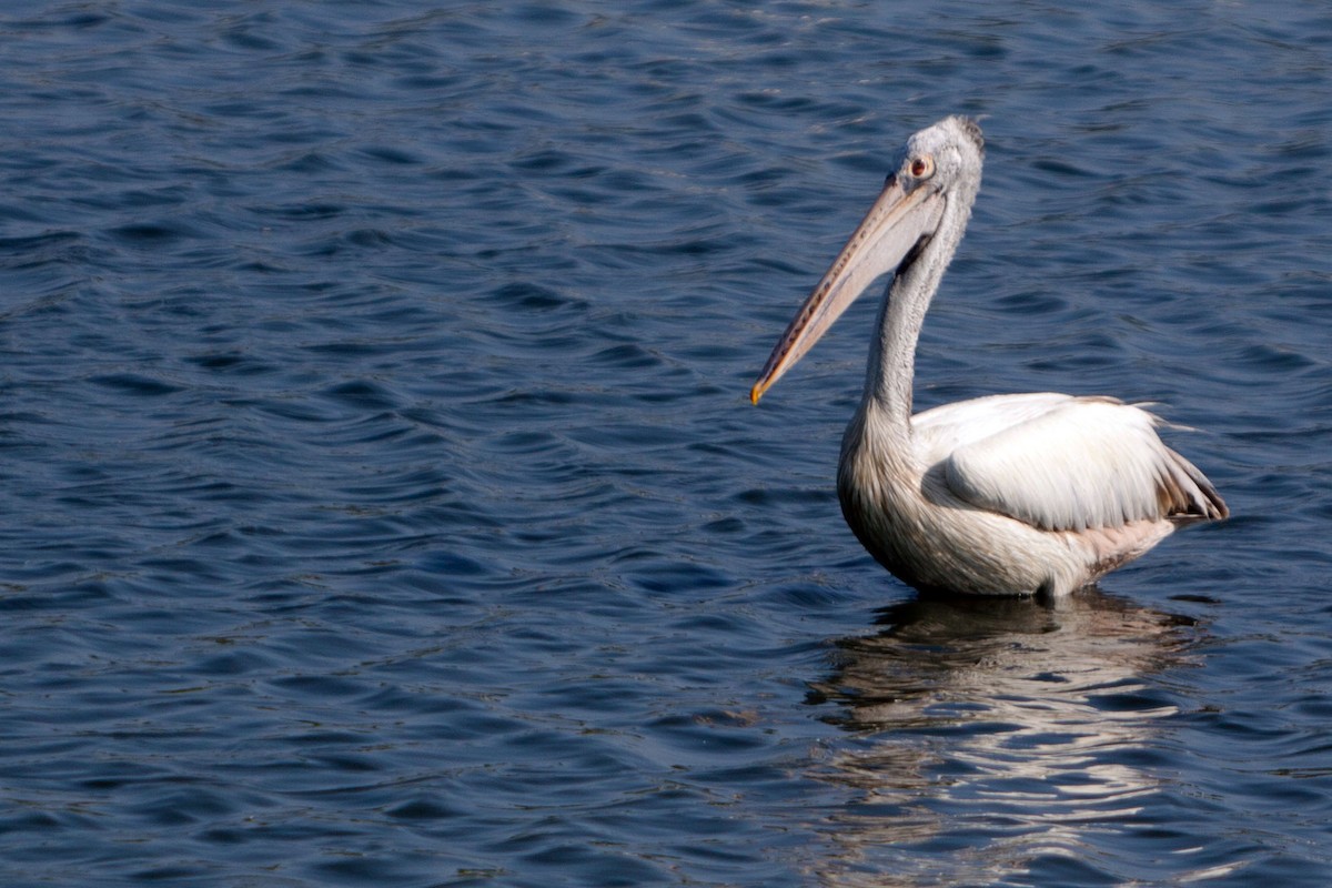 Spot-billed Pelican - ML621782189