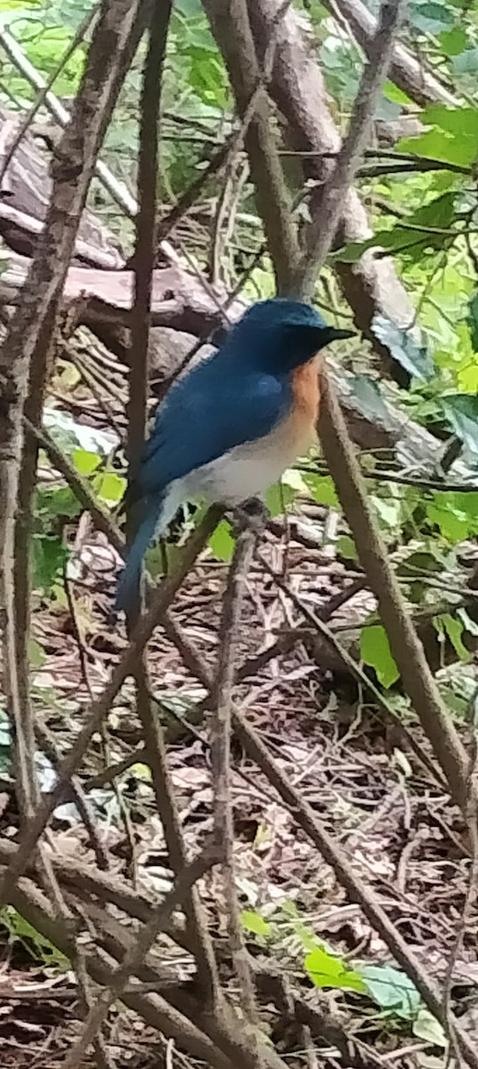 Tickell's Blue Flycatcher - ML621782196