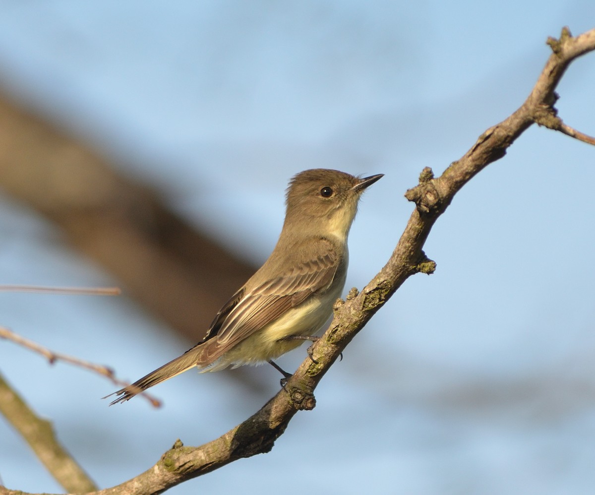 Eastern Phoebe - ML621782198