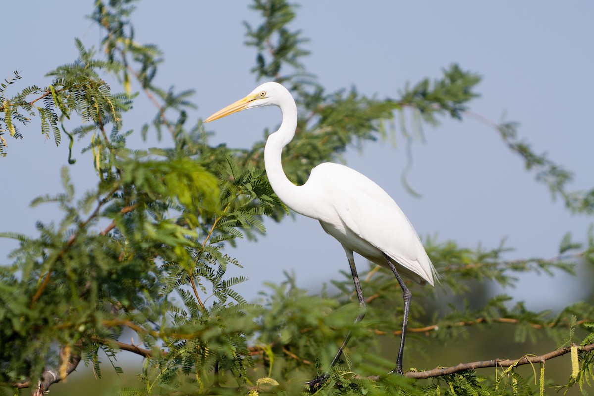 Great Egret - ML621782206