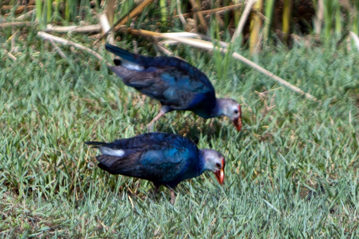 Gray-headed Swamphen - ML621782213