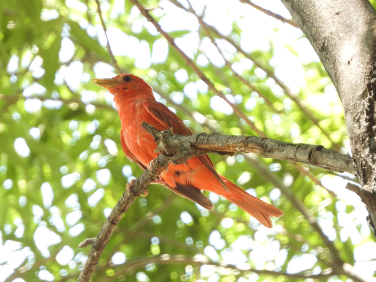 piranga ohnivá - ML621782218