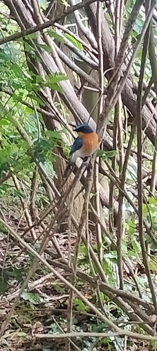 Tickell's Blue Flycatcher - ML621782259