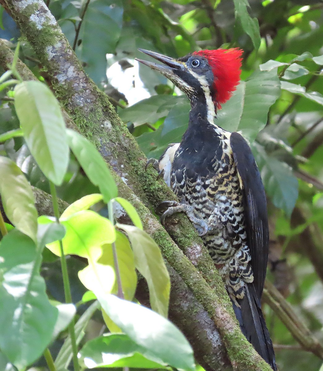 Lineated Woodpecker - ML621782295