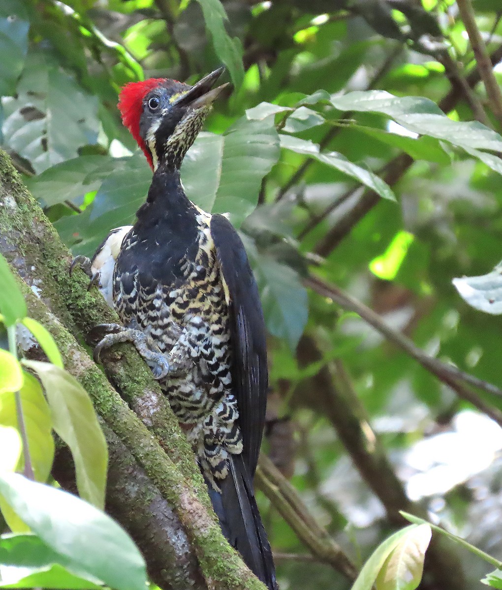 Lineated Woodpecker - sylvain Uriot