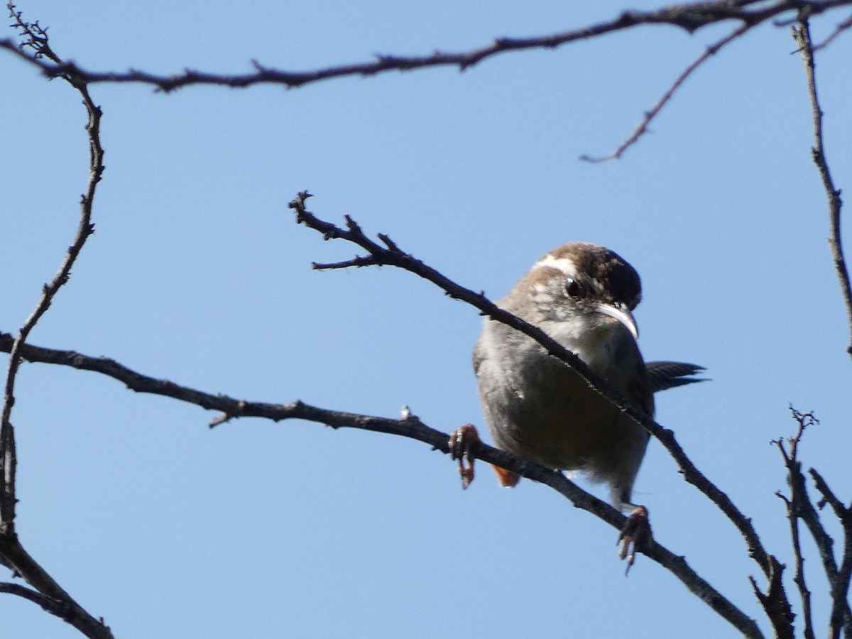 Bewick's Wren - ML621782357