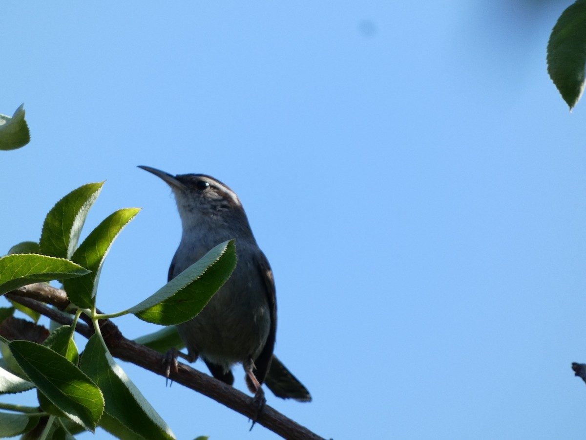 Bewick's Wren - ML621782358
