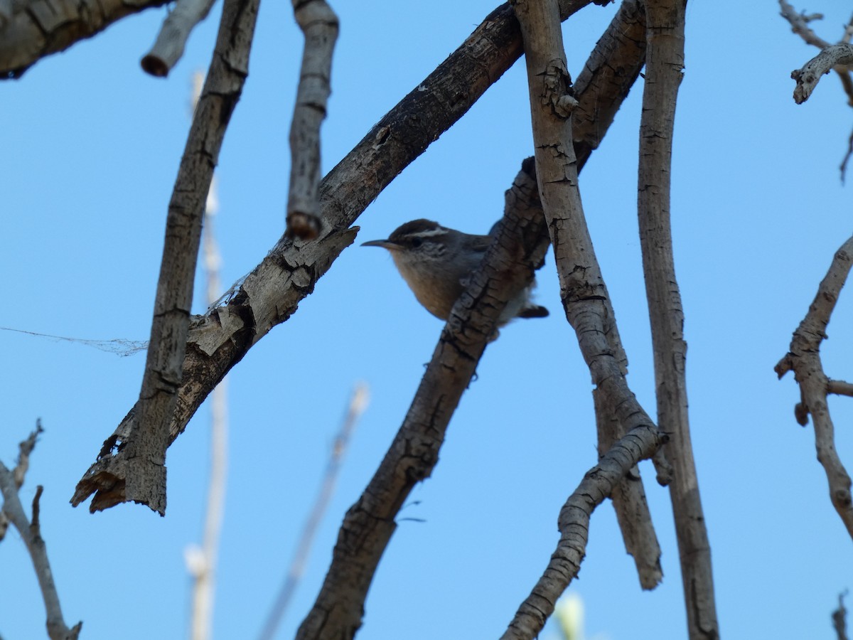 Bewick's Wren - ML621782359