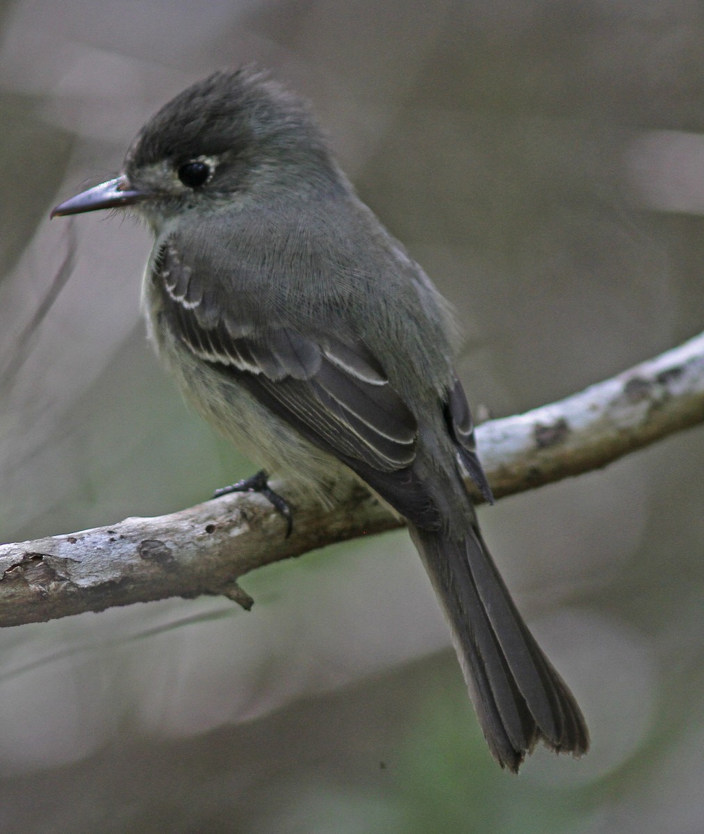 Cuban Pewee - ML621782363