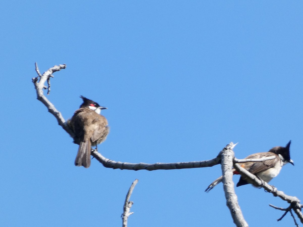Red-whiskered Bulbul - ML621782377