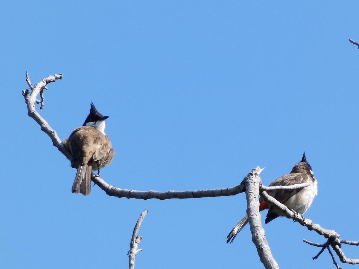 Red-whiskered Bulbul - ML621782378