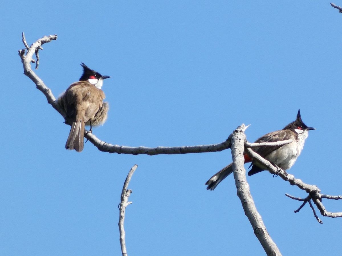 Red-whiskered Bulbul - ML621782379