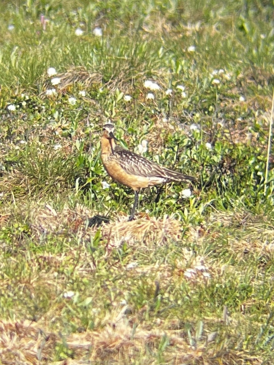 Bar-tailed Godwit - ML621782396