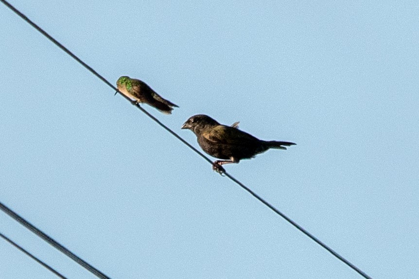 Antillean Crested Hummingbird - ML621782403