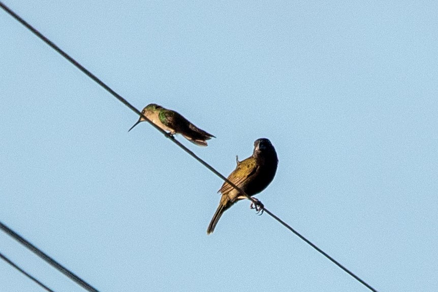 Antillean Crested Hummingbird - ML621782404