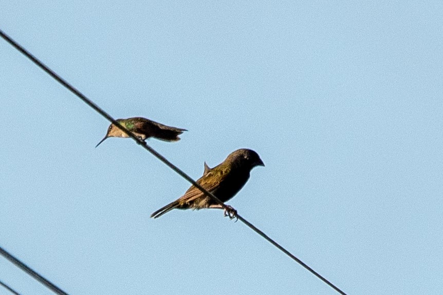 Antillean Crested Hummingbird - ML621782405