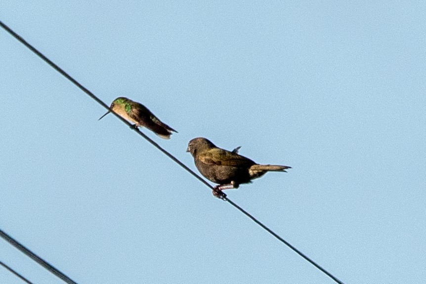 Antillean Crested Hummingbird - ML621782406