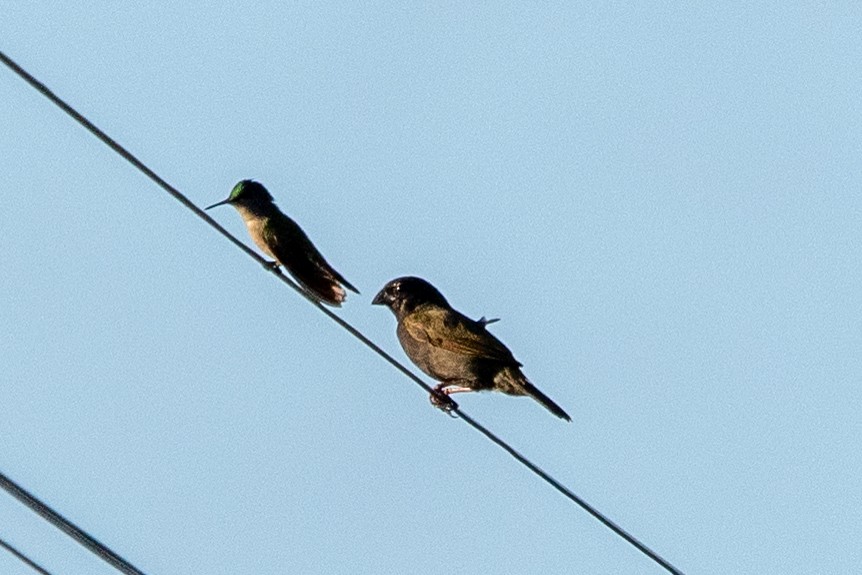 Antillean Crested Hummingbird - ML621782407